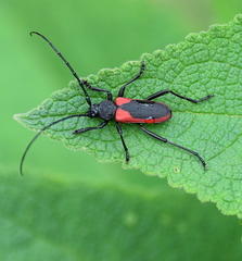 Purpuricenus kaehleri