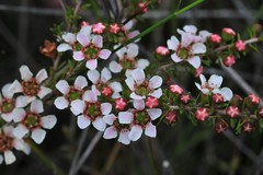 Leptospermum liversidgei