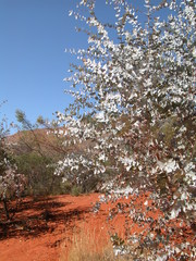 Eucalyptus gamophylla