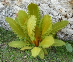 Meconopsis paniculata