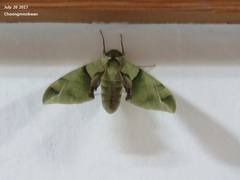 Callambulyx tatarinovii