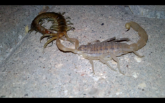 Scolopendra canidens