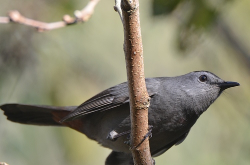 Gray Catbird photographed in Louisiana