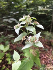 Pycnanthemum incanum