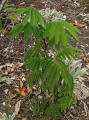 Zapoteca portoricensis