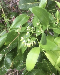 Geitonoplesium cymosum