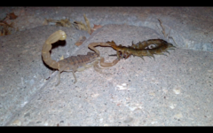 Scolopendra canidens