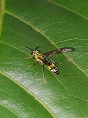 Polybia fastidiosuscula
