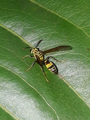 Polybia fastidiosuscula