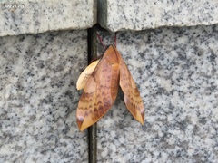 Clanis undulosa