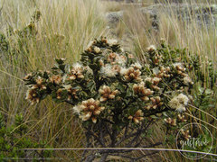 Baccharis tricuneata