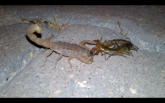 Scolopendra canidens