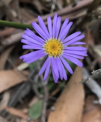 Brachyscome spathulata