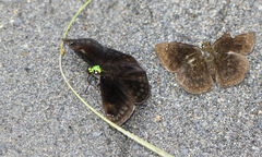 Gorgopas chlorocephala