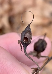Pyrrhia aurantiago
