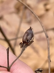 Pyrrhia aurantiago
