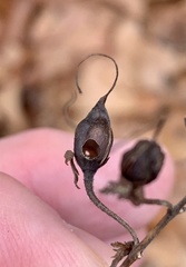 Pyrrhia aurantiago