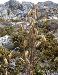 Meconopsis paniculata