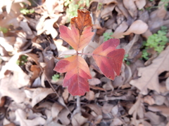 Toxicodendron radicans negundo