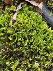 Fissidens dubius