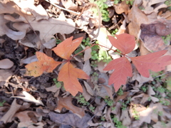 Toxicodendron radicans negundo