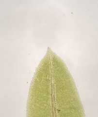 Fissidens dubius