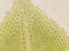 Fissidens dubius