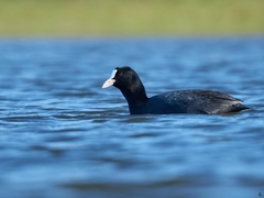 Fulica atra