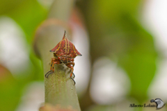 Umbonia reclinata
