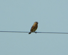 Sporophila hypoxantha