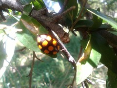 Botanochara decempustulata