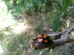 Botanochara decempustulata