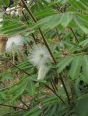 Zapoteca portoricensis