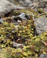 Fissidens bushii