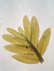 Fissidens bushii
