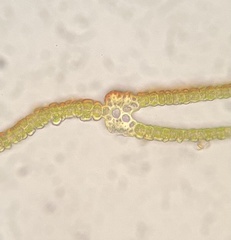 Fissidens bushii