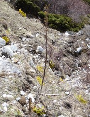 Meconopsis paniculata