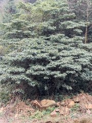 Lindera megaphylla