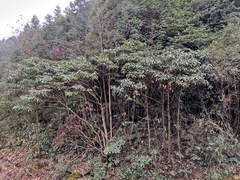 Lindera megaphylla