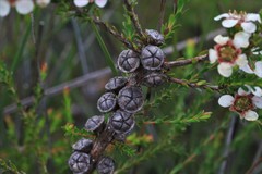 Leptospermum liversidgei