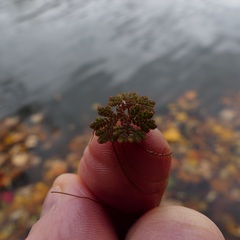 Azolla caroliniana