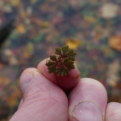Azolla caroliniana
