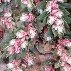 Anisophyllum