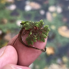 Azolla caroliniana