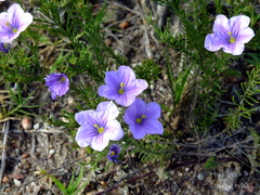 Nierembergia linariifolia