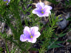 Nierembergia linariifolia