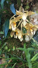 Stanhopea
