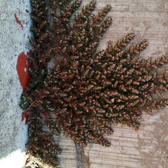 Anisophyllum