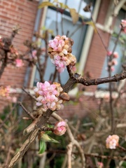 Viburnum