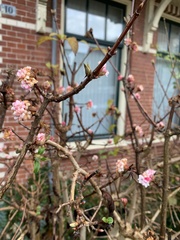 Viburnum